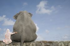 Baby Seatting Near Big Elephant Funny Wallpapers