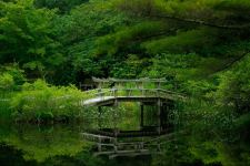 Beautiful Lake Forest Bridge Nature Reflection Wallpaper