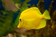 Beautiful Underwater Yellow Fish HD 4k Wallpaper