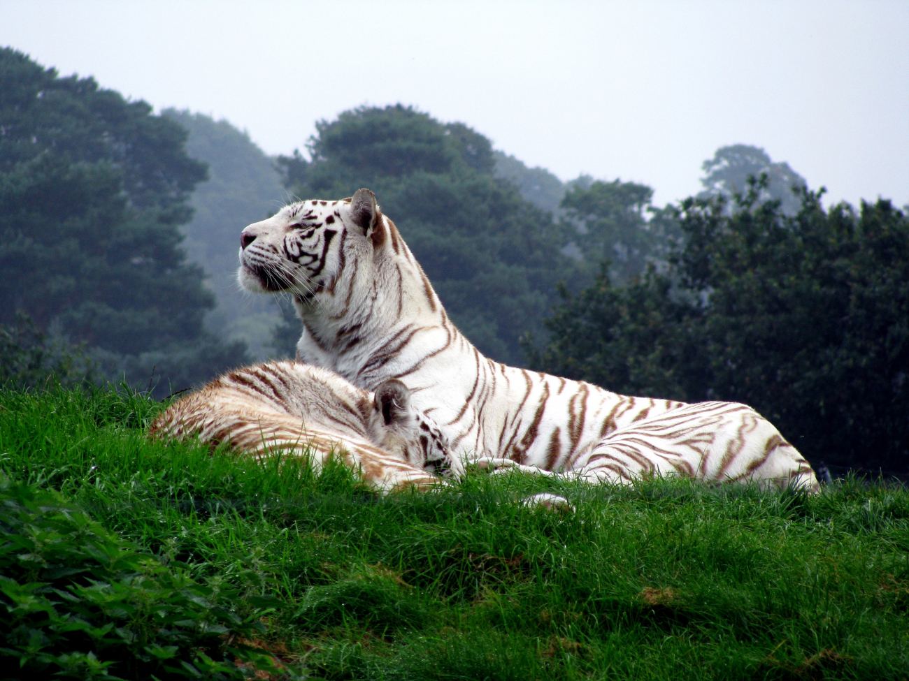 Beautiful White Tigers Animals Hd Wallpaper