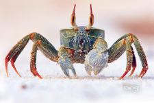 Bing Microsoft Crab Animal Ultra Hd Wallpaper