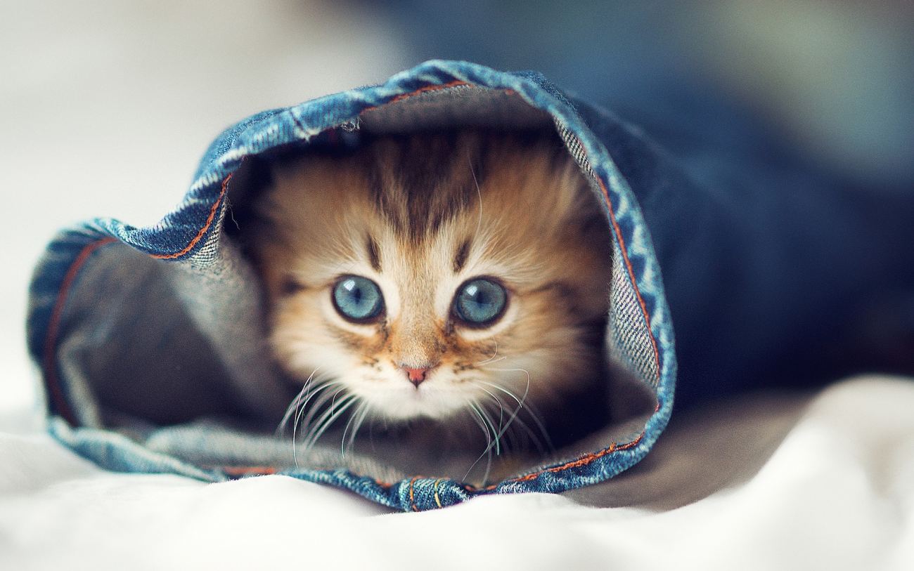 Cat Inside Jeans Kittens Animals Hd Wallpaper