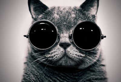 Black Cats Sunglasses Hippie Animals Wallpaper