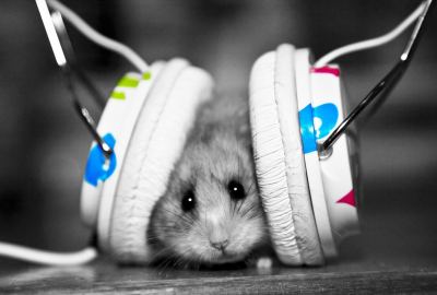 Headphones Rat Music Animals Black And White