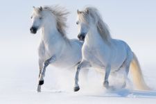 White Horses Run Snow Winter Animals Wallpaper