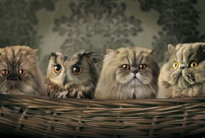 Cats And Owl Funny Animals Wallpaper