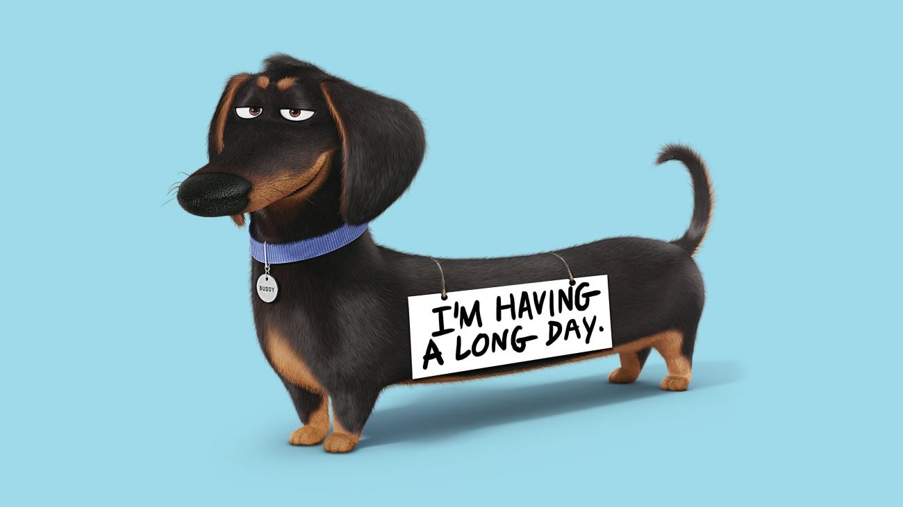 Funny Dog 4k Hd Wallpaper