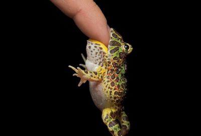 Funny Frog Eating Finger