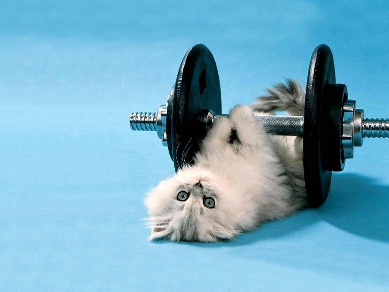 Funny Kitten Lifting Weights Wallpaper