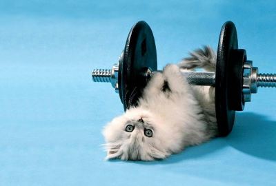 Funny Kitten Lifting Weights Wallpaper