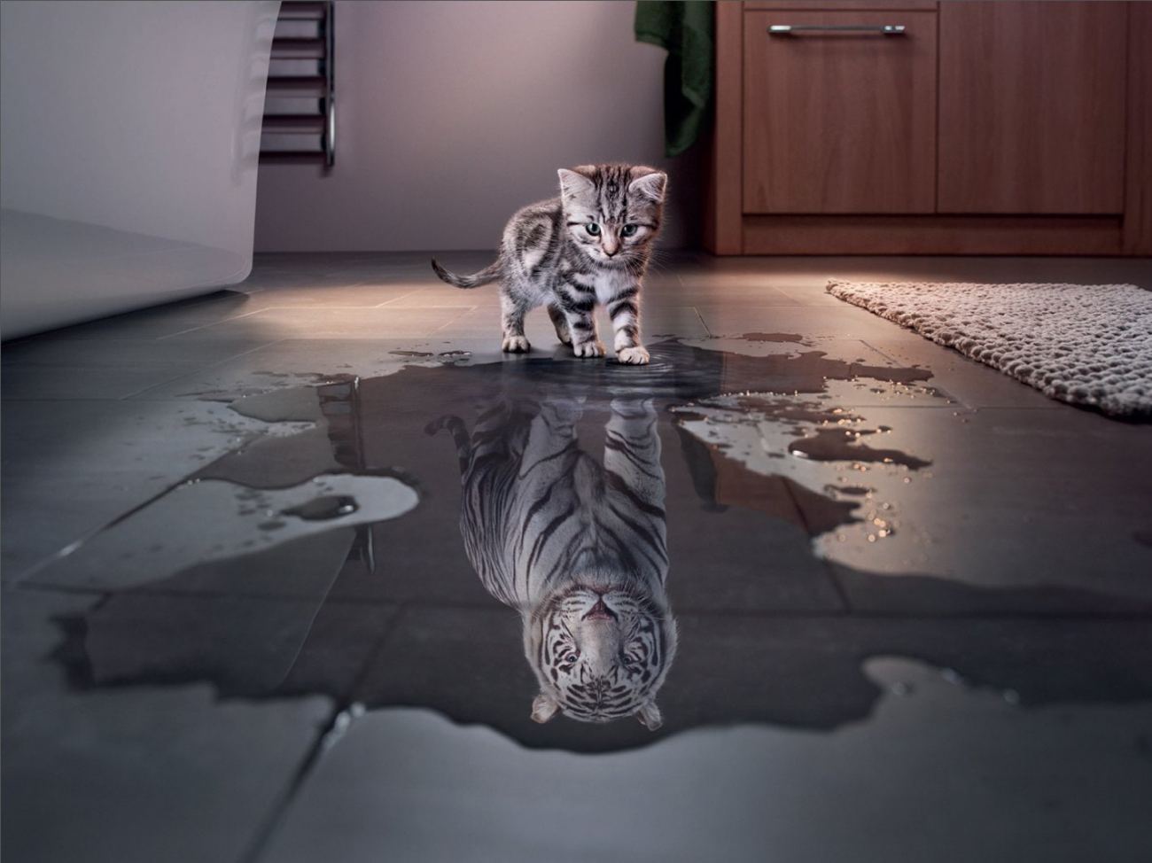 Funny Kitten Wallpaper