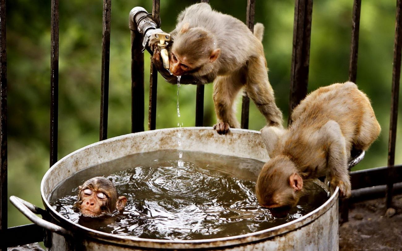 Funny Monkeys in a Bucket Silly Wallpaper