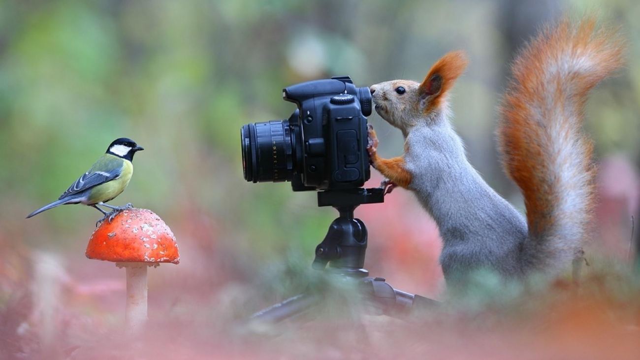 Funny Squirrel Bird Wallpaper