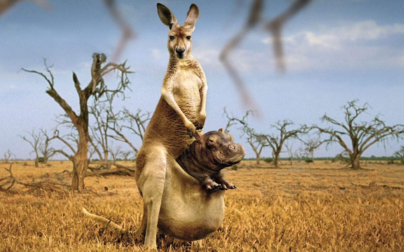 Kangaroo With Hippopotamus Funny Wallpaper