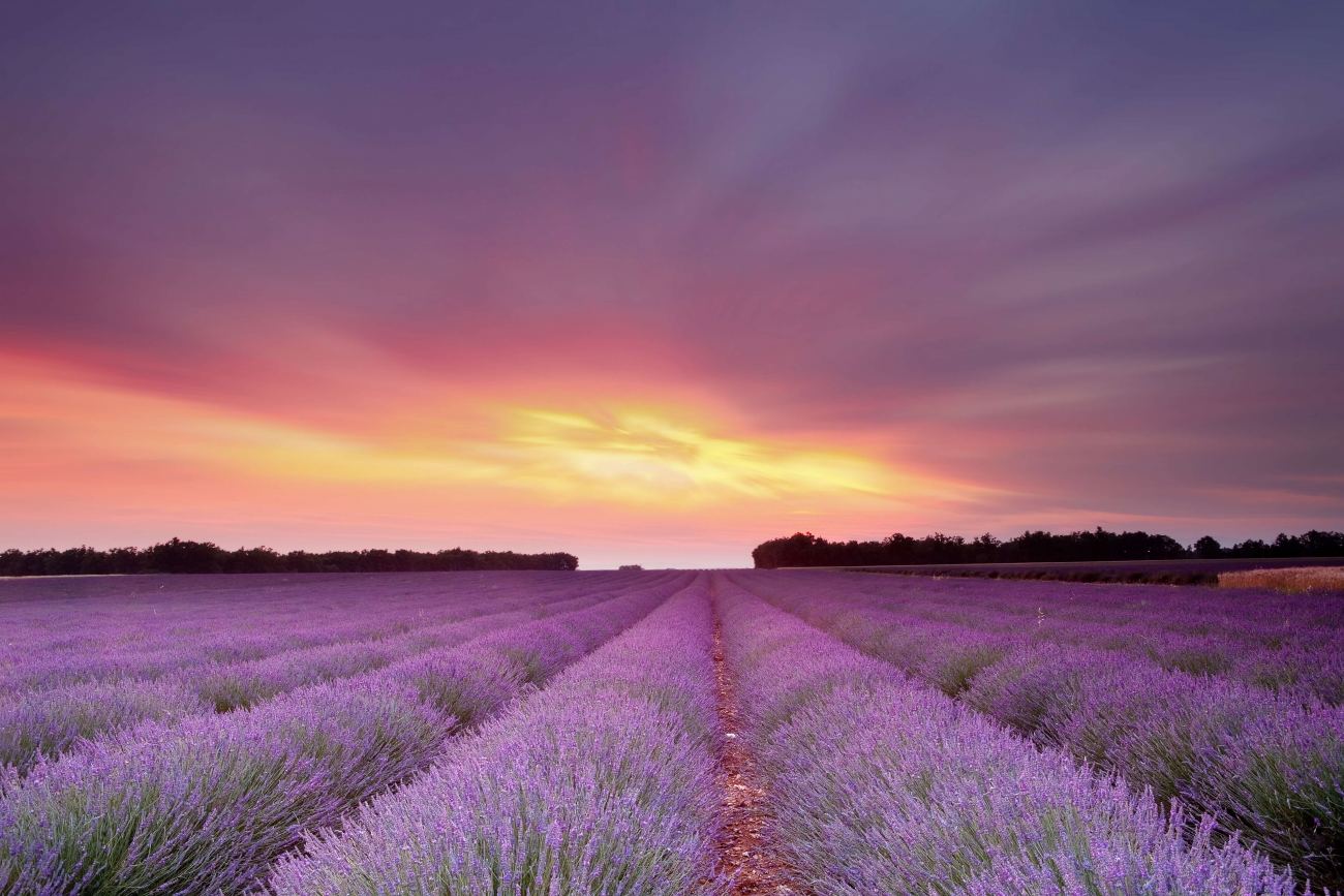 Lavandula Fields Flowers Sunset Sunrise HD Wallpaper