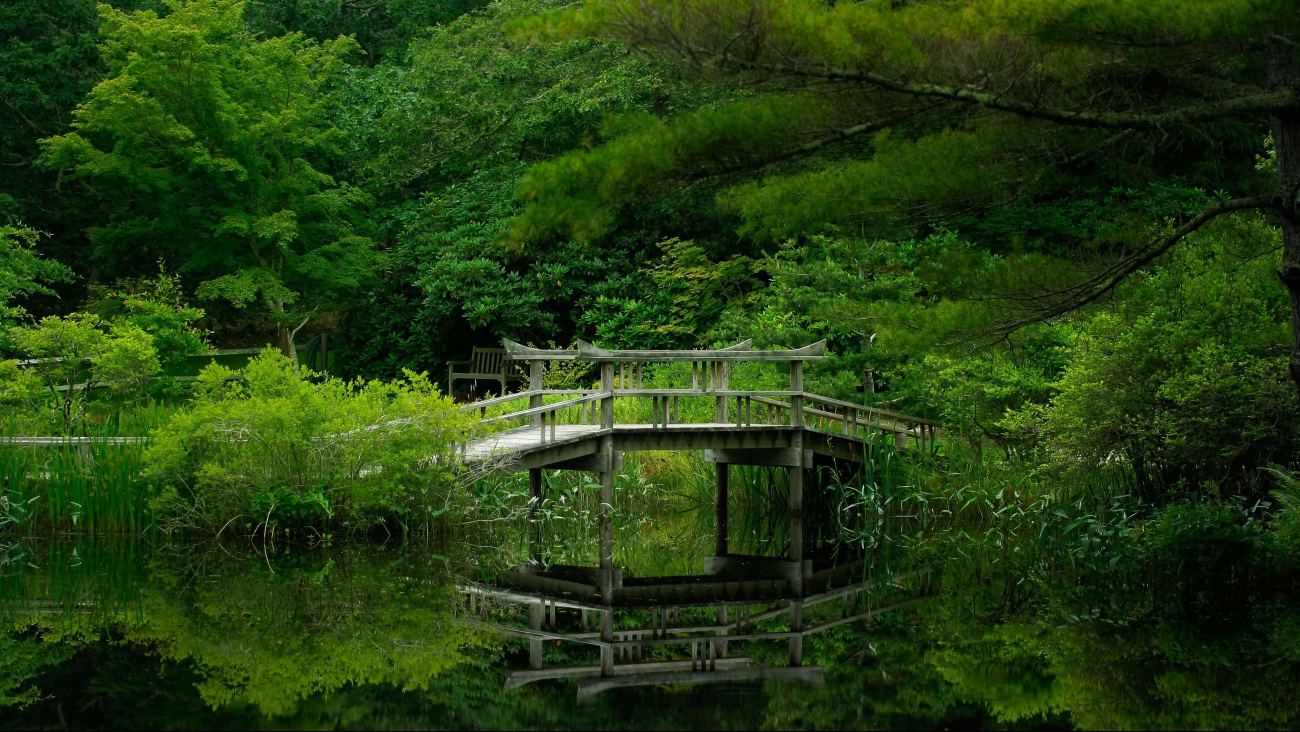 Beautiful Lake Forest Bridge Nature Reflection Wallpaper