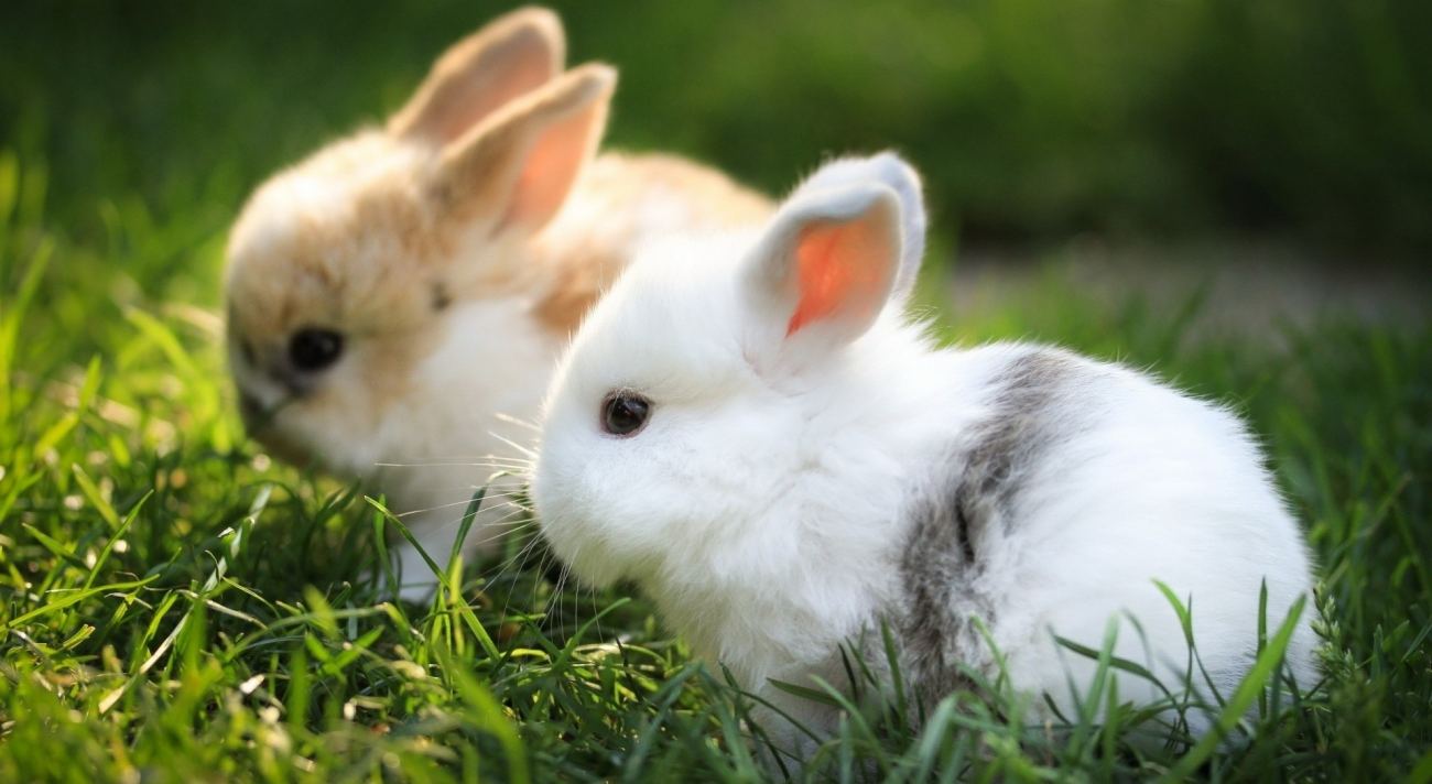 Cute Bunnies