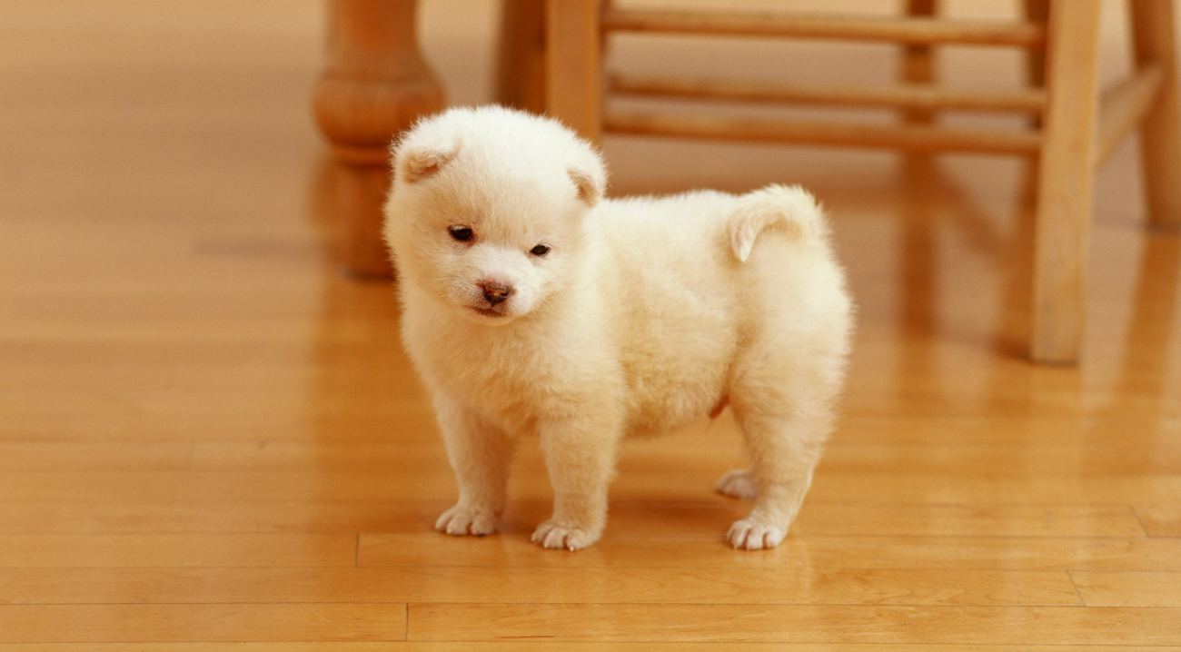 Cute Puppy