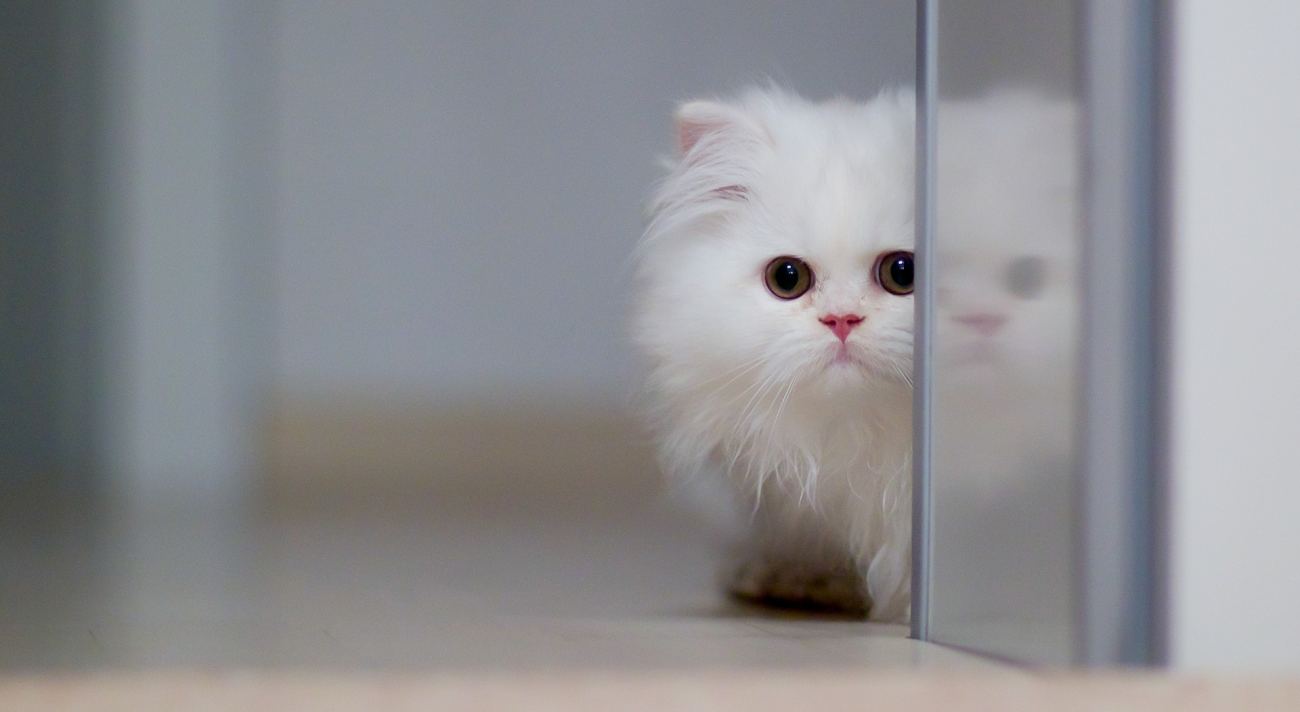 Cute White Cat