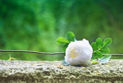 Gentle Rose