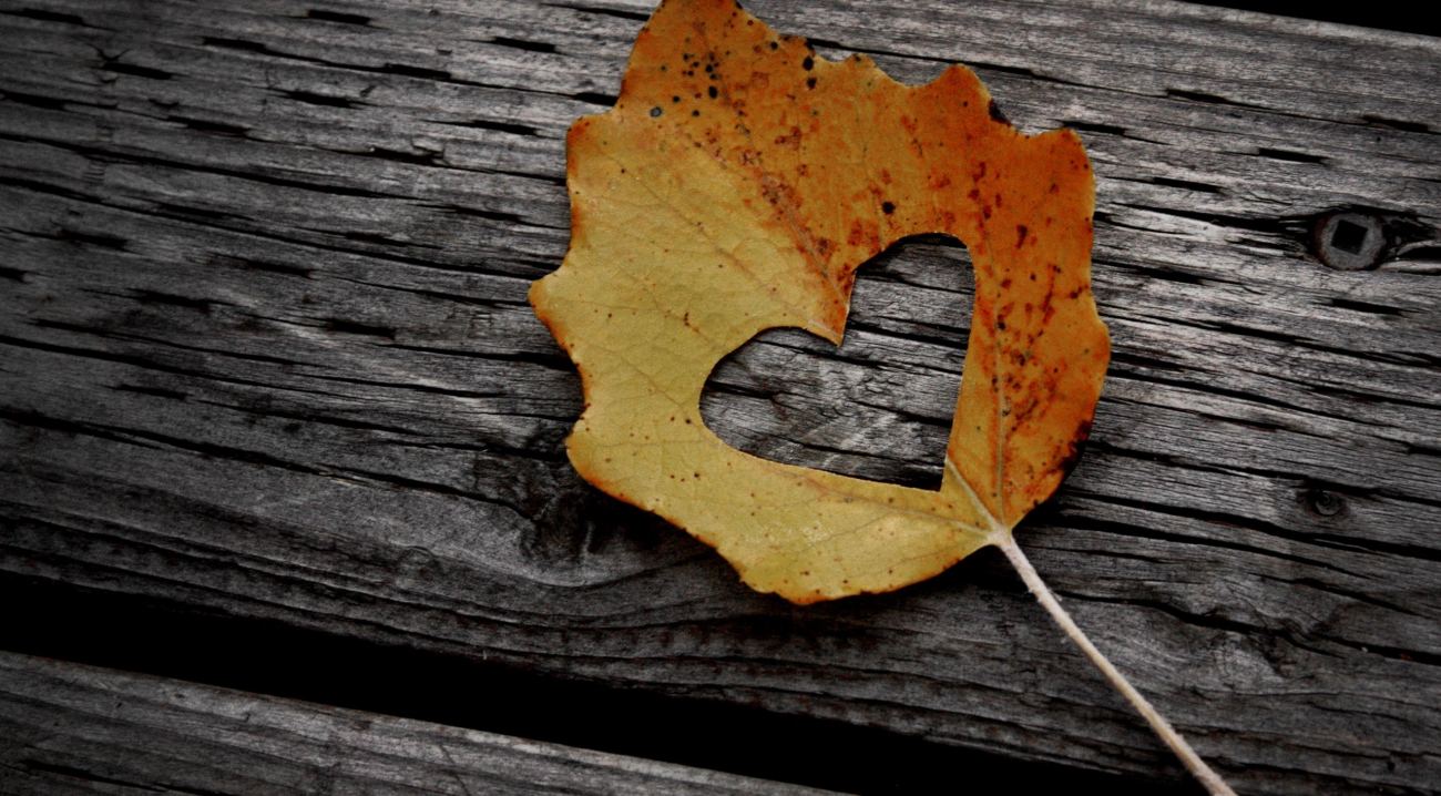 Heart Leaf