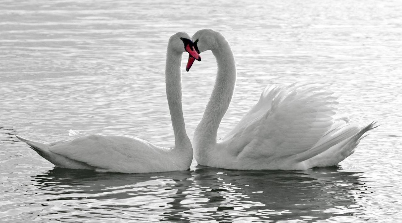 White Swans