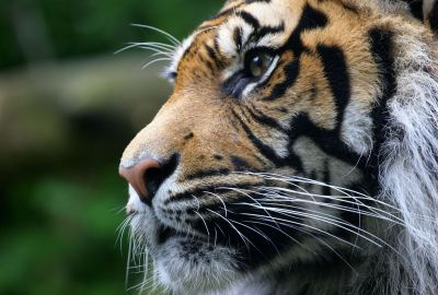 Glance Tigers Big Cats Whiskers Animals Wallpaper