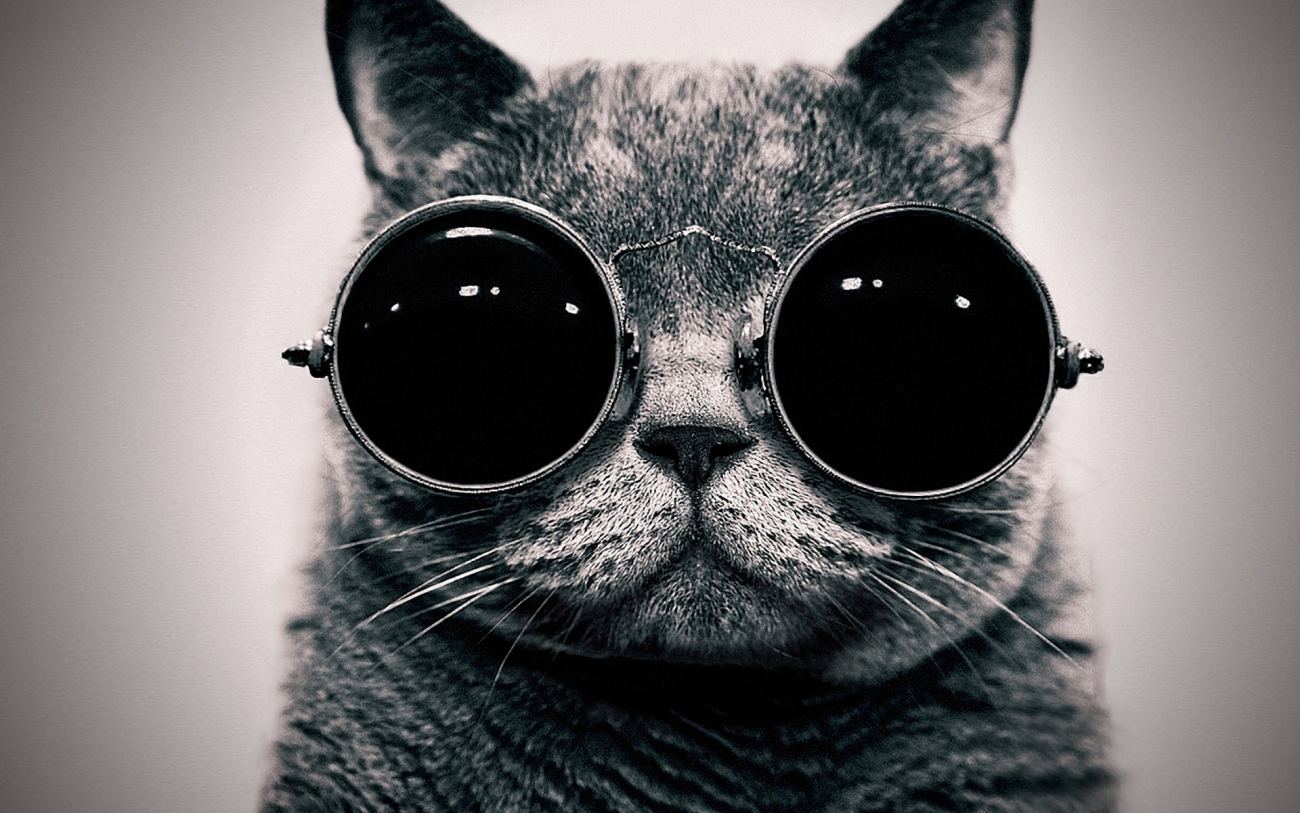 Black Cats Sunglasses Hippie Animals Wallpaper