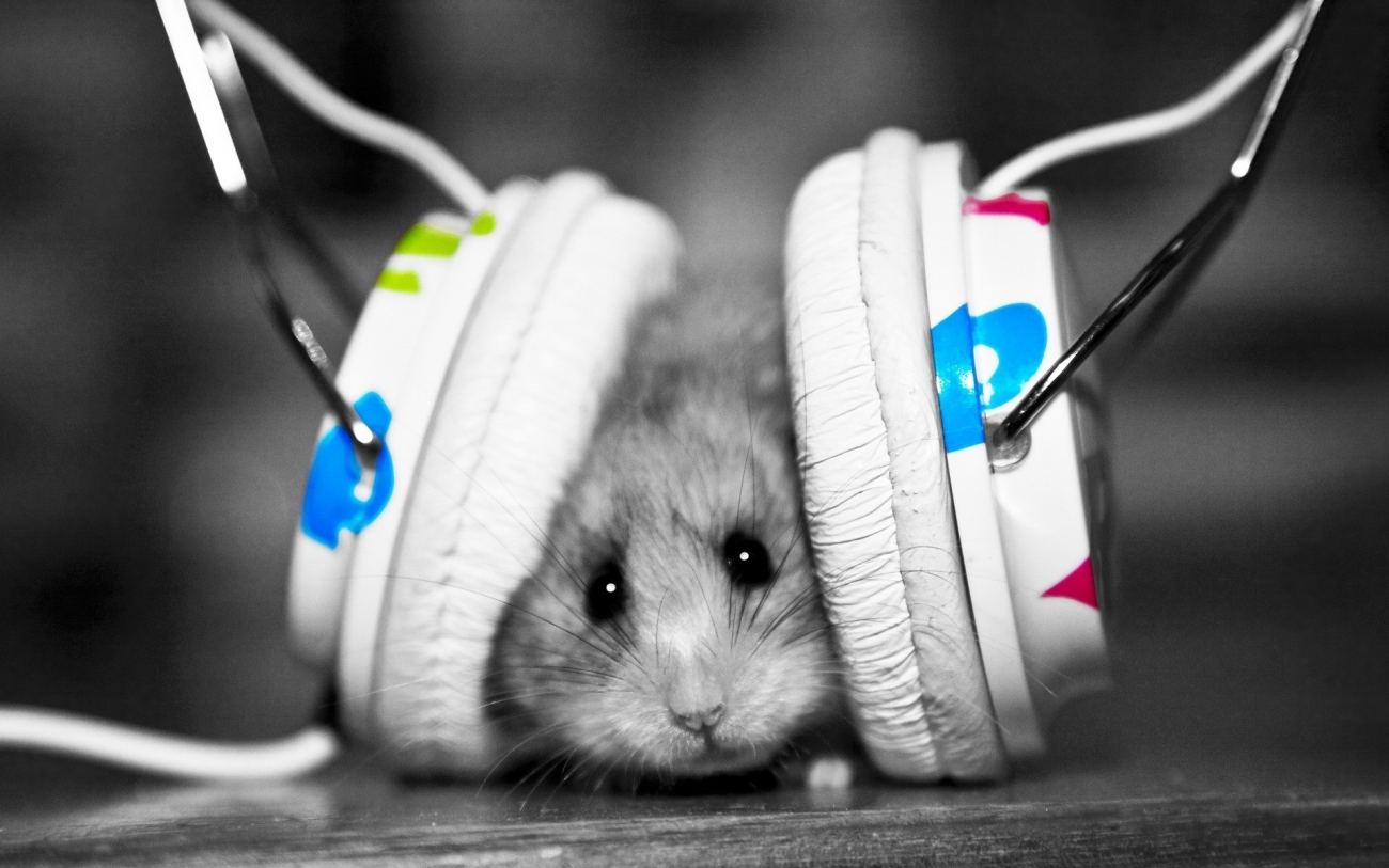Headphones Rat Music Animals Black And White