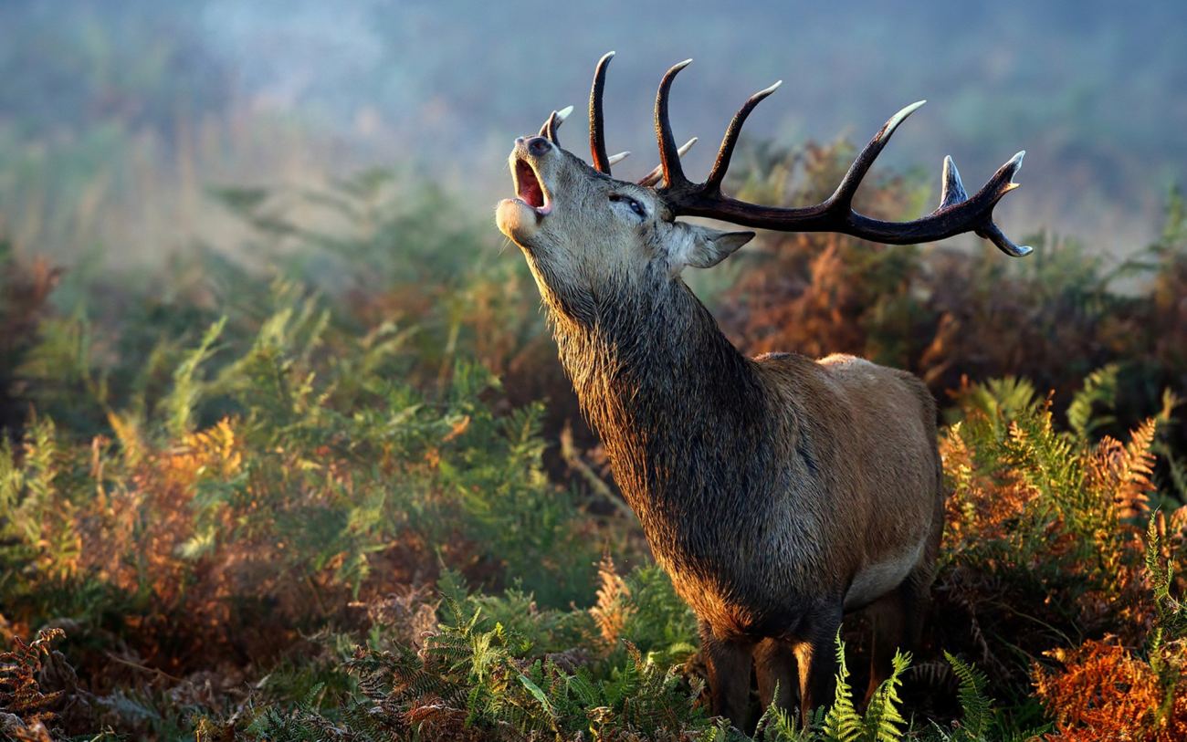 Forest Nature Animals Ultra Hd Wallpaper