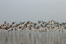 Migratory Birds Visiting the Banks of River Ganga